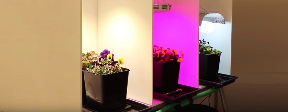 Do LED lights work for growing plants?